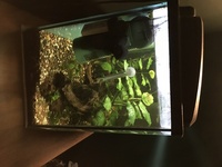 Complete Bow Fronted Glass tank with fish