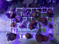 Various Zoas ready to go.