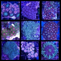 ANGEL AQUATICS - BIRMINGHAM - STUNNING CORALS & FISH