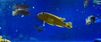 Williamsi Blue Lips and Membe Deep Cichlids For Sale