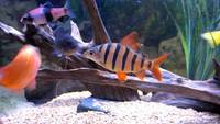 For Sale: Stunning Six-banded Distichodus – Distichodus Sexfasciatus