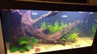 HUGE XXL AQUARIUM MANGROVE DRIFTWOOD WITH JAVA MOSS ATTACHED 3FT