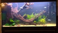 HUGE XXL AQUARIUM MANGROVE DRIFTWOOD WITH JAVA MOSS ATTACHED 3FT