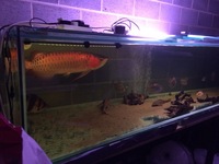 26 inches super red arowana