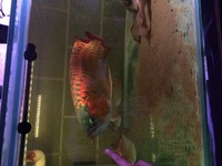 26 inches super red arowana