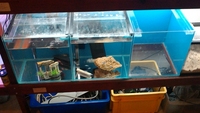 Job lot Aquarium set up & accessories