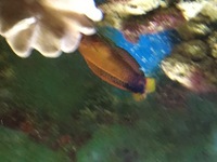 Large Clown Wrasse