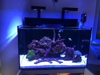 Redsea max e260