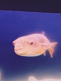 19/20 inch Mbu puffer fish £175