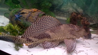 Large 12 inches plec £15