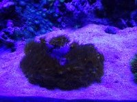 Long Spined Urchin & Yellow Polyps for Sale