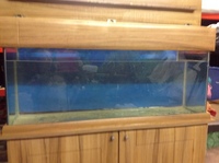 Seashell aquarium for sale 48x18x15 plus cupboard.