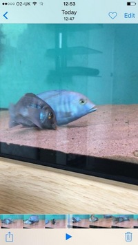 Malawi cichlids breeding pairs £200 job lot