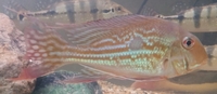 Geophagus dicrozoster