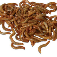 Live Mini Mealworms