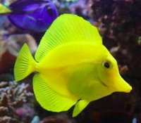 Yellow Tang