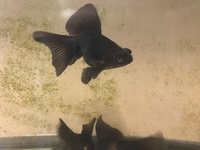 BROAD TAIL BLACK MOORS (Fancy goldfish)