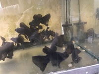 BROAD TAIL BLACK MOORS (Fancy goldfish)