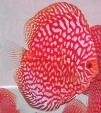 Martin Ng Discus available at Corban Discus