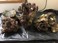 15kg of Mature Live Rock £50