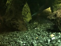 Julidochromis marlieri for sale Bristol