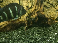 Julidochromis marlieri for sale Bristol