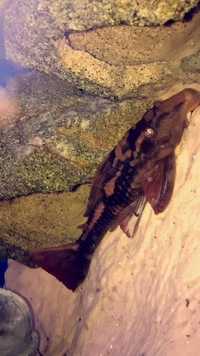 Large Rusty Pleco