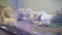 4 foot breeding tank for sale