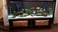 4 Foot tank, stand, tons of accessories £125