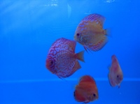 Discus for sale