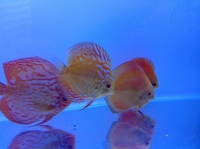 Discus for sale