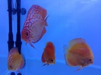 Discus for sale