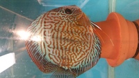 3 inch lss x red turk young discus for sale