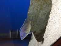 3 Malawi cichlid SOLD SOLD