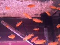 Cichlids fry