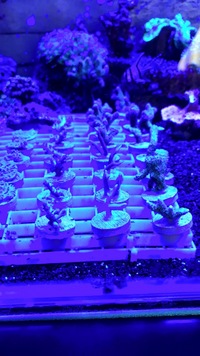 Coral frags bargain