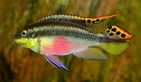 Adult Breeding pairs of Kribensis Cichlids