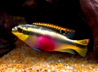 Adult Breeding pairs of Kribensis Cichlids