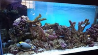 Full marine tank set up for sale