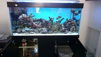 Full marine tank set up for sale