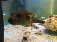 Large dog face puffer