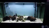 4 tropical fish tank FULL SETUP