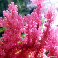 Macro Algae for the Marine Tank, Seahorse Aquarium and Nano-Tank. Caulerpa species, ochtodes, Chaeto