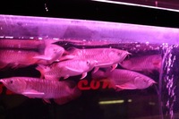 COMMUNITY OF 8 ASIAN AROWANA