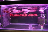 COMMUNITY OF 8 ASIAN AROWANA