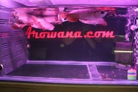 COMMUNITY OF 8 ASIAN AROWANA