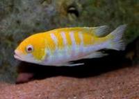 ALBINO AFRA COBUE MALAWI MBUNA AFRICAN CICHLIDS EXTREMELY RARE