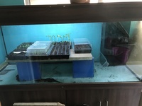 6x2x3 tank nd aquatics tank sumped