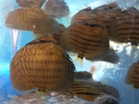 Young discus for sale