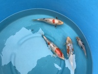 Koi carp for sale